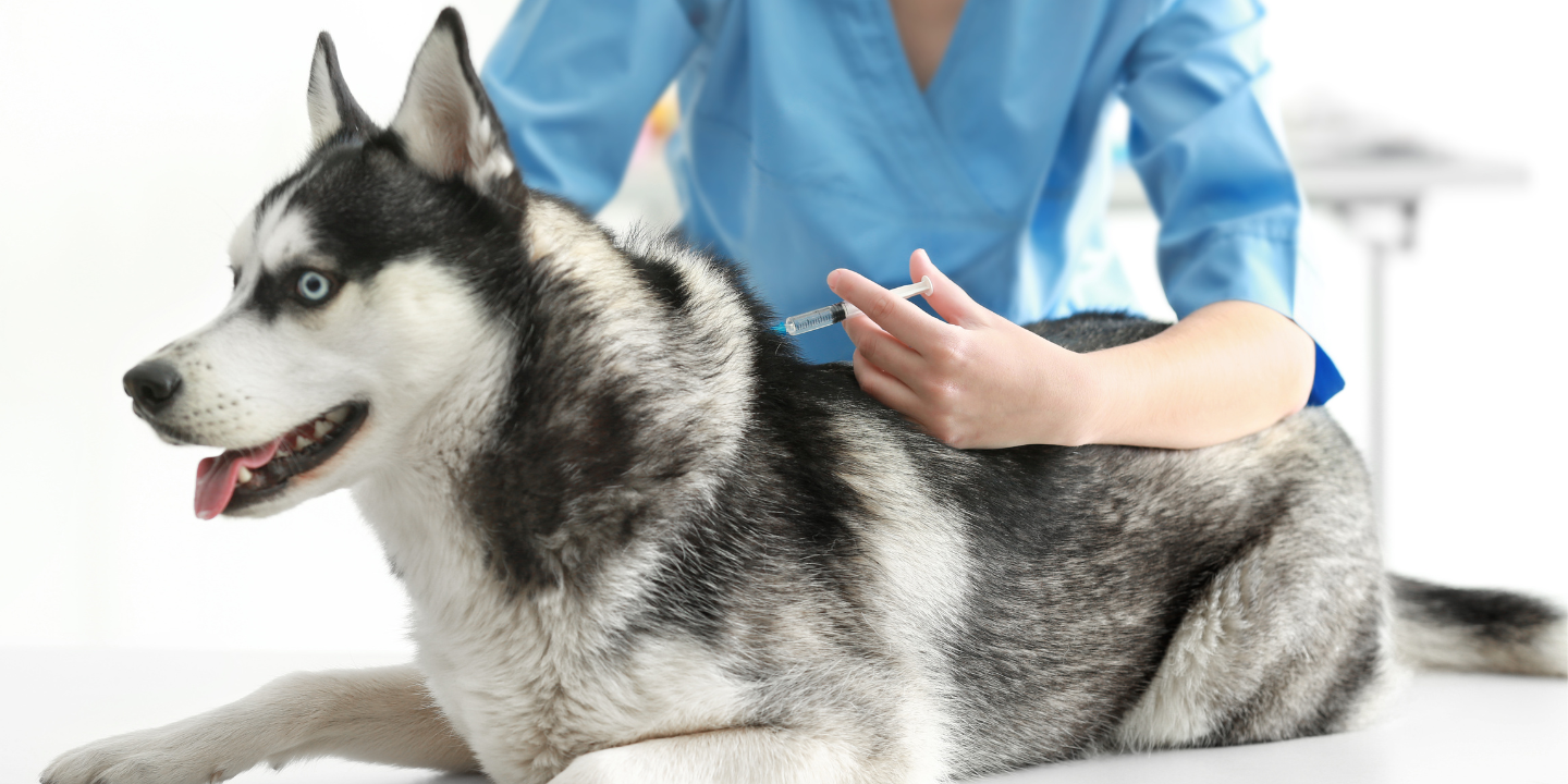 This is a picture of a Siberian husky dog sitting on a table in a veterinary clinic. The dog is wearing a blue collar with a tag that reads "Max". The vet is holding a syringe and preparing to give the dog a shot.