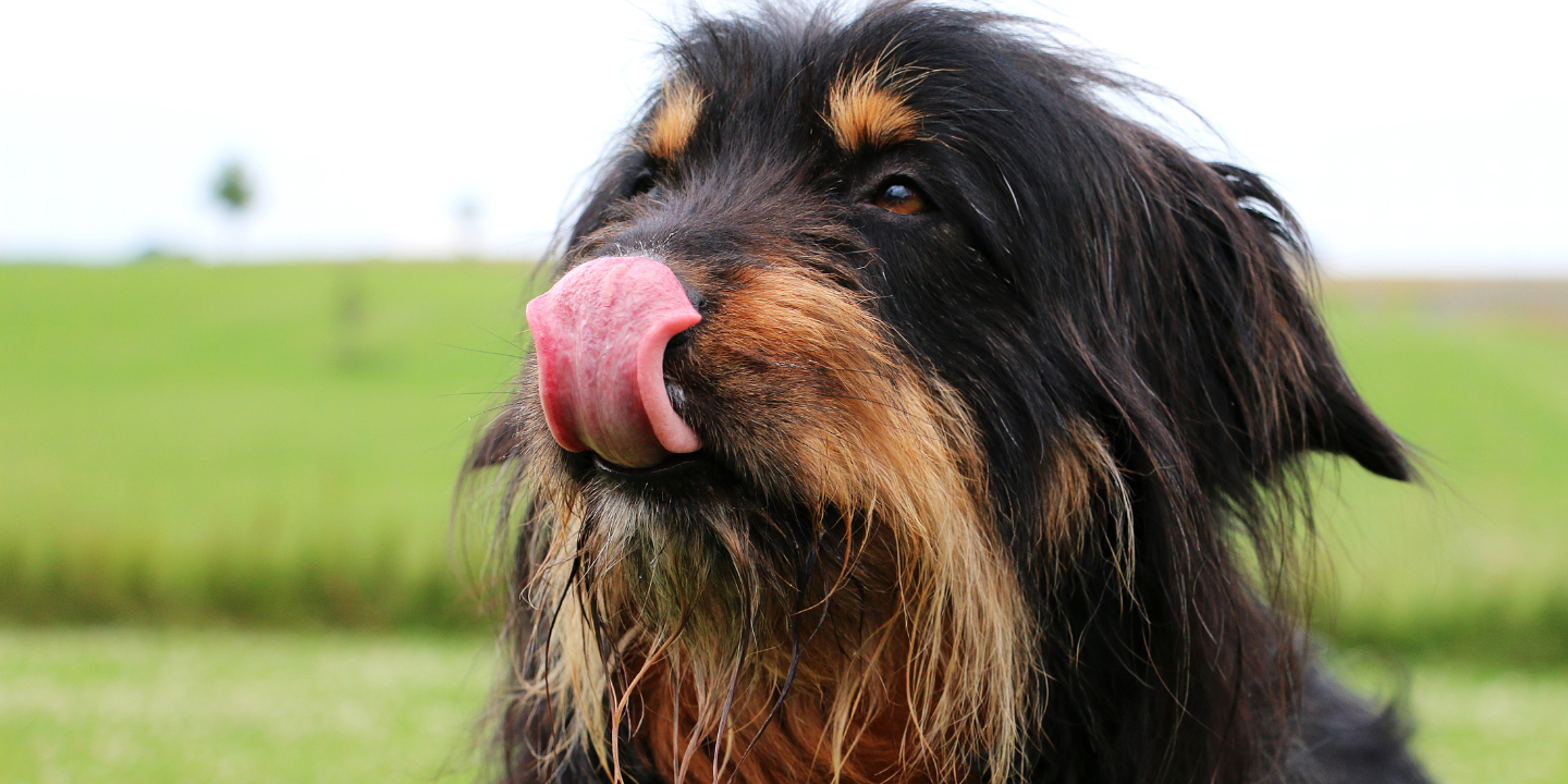 Why Your Dog’s Tongue is Cold photo