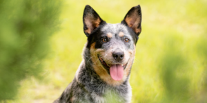 australian cattle dog photo