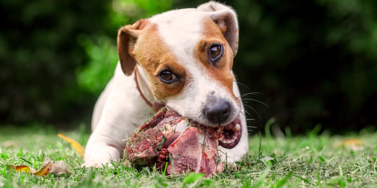 beef trachea for dogs photo