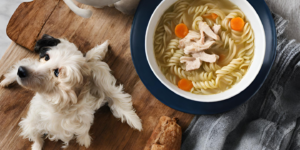 can a dog eat chicken noodle soup photo