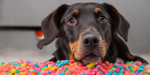 can dogs have pop rocks photo
