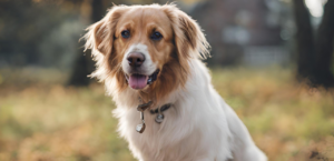 This is a photo of a brown and white dog sitting in a field with its tongue hanging out. The dog has a friendly expression and is looking directly at the camera. The background is filled with trees and the sky is clear and blue.