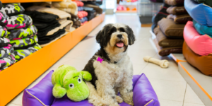 dog in the store photo