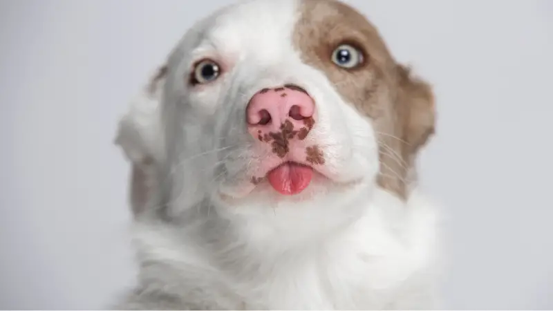 dog shows tongue