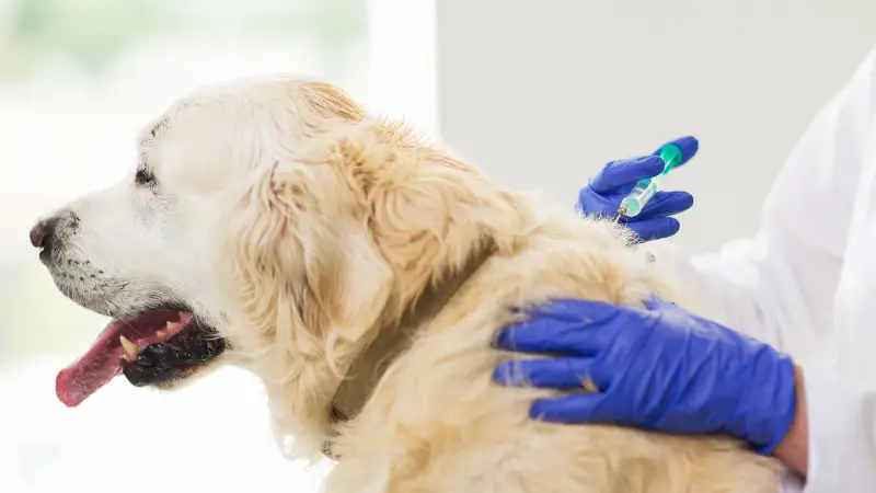 dog vaccination 2024