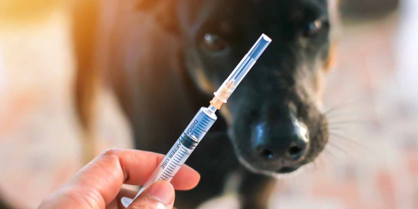 dog vaccination photo