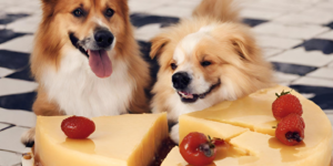 dogs eat flan photo