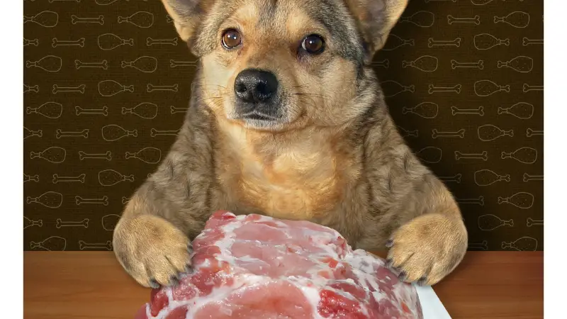 dogs eat freezer burned meat 2024