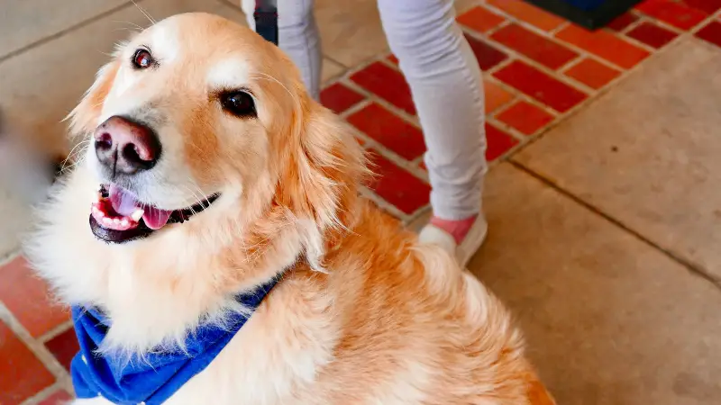 This image shows a golden retriever dog sitting on the ground with a blue leash around its neck. The dog is looking up at the camera with a happy expression on its face. The background is a brick walkway with people walking in the distance.