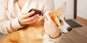 The image shows a woman holding a small brown and white dog in her lap. The dog is wearing a collar and looks happy and content. The woman is gently brushing the dog's fur with a small brush. The background is a wooden floor and there are some plants in the room.