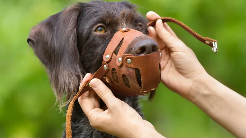 how to measure a muzzle for a dog 2024