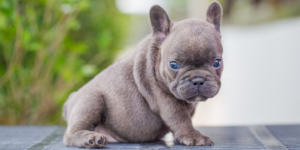 koi french bulldog photo