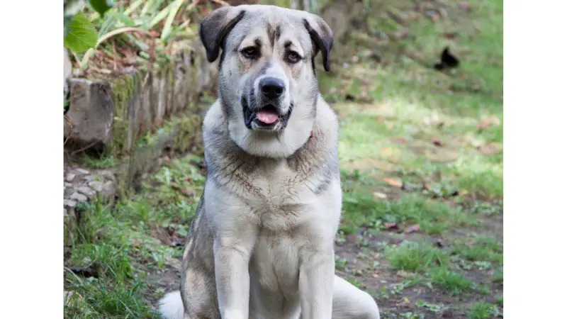 This image shows a large, grey and white sarabi dog sitting on the grass in front of a stone wall. The dog's tongue is hanging out of its mouth and it is looking directly at the camera with a happy expression. The background is filled with greenery and there are trees and bushes visible in the background.
