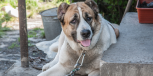 This is a large, brown and white sarabi dog sitting on the steps of a building. The dog has a pink tongue hanging out of its mouth and its tail is wagging. The dog is wearing a collar with a leash attached to it. The background of the image is made up of concrete steps and a metal railing. There are plants growing in pots next to the dog.