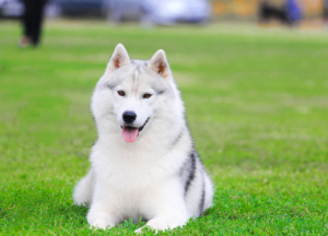 Agouti Husky photo