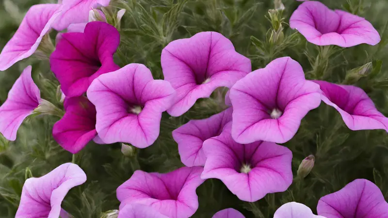 Are Mexican Petunias Poisonous to Dogs photo 3