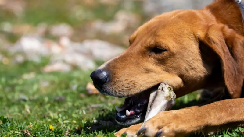 Can Dogs Eat Pork Femur Bones photo 2