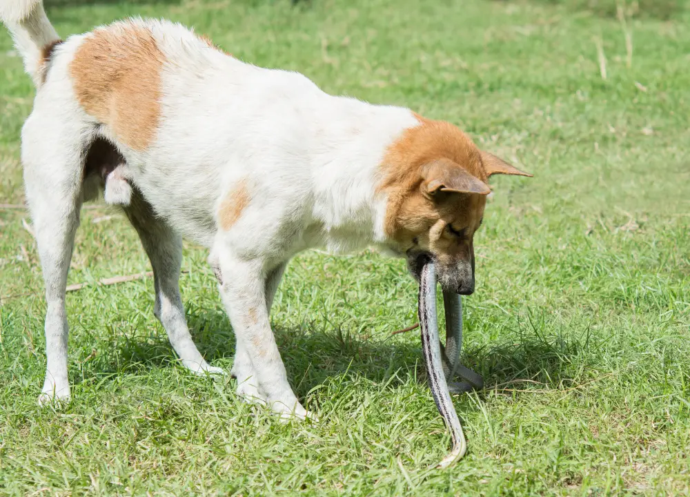 Can Dogs Eat Snake Skin photo