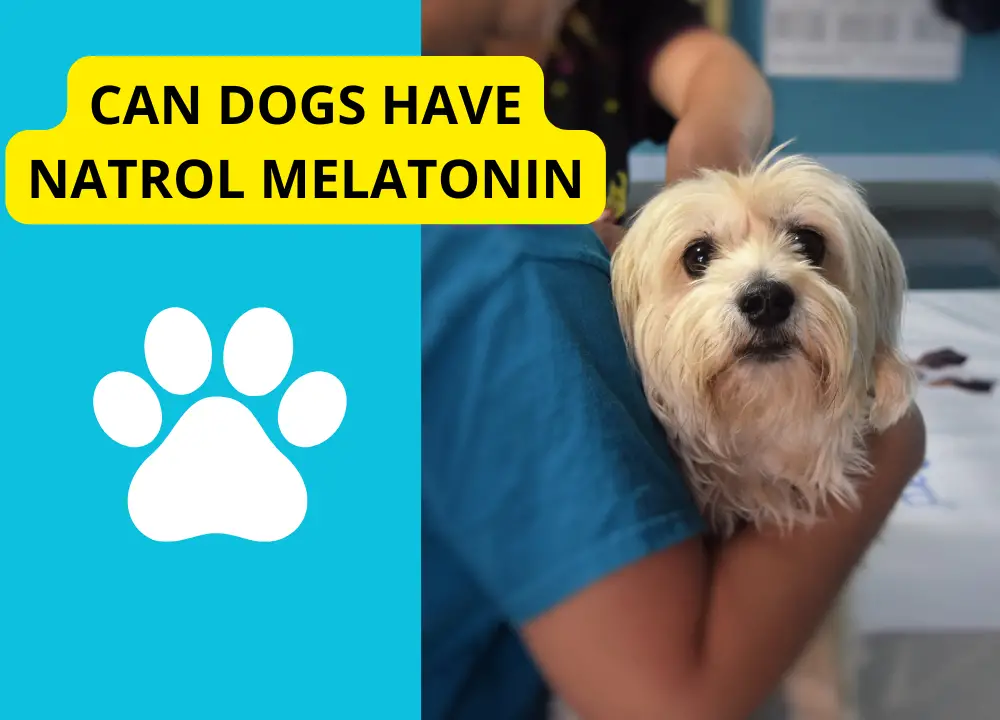 Can Dogs Have Natrol Melatonin photo