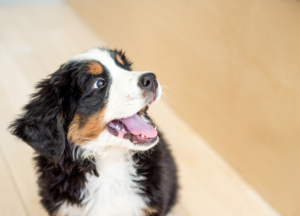 Care Mini Bernese Mountain Dog photo