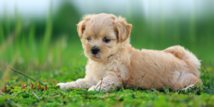 This image shows a small, Cavapoochon Dogs lying in a field of green grass. The puppy's tongue is sticking out of its mouth and its eyes are closed. The puppy looks happy and content.