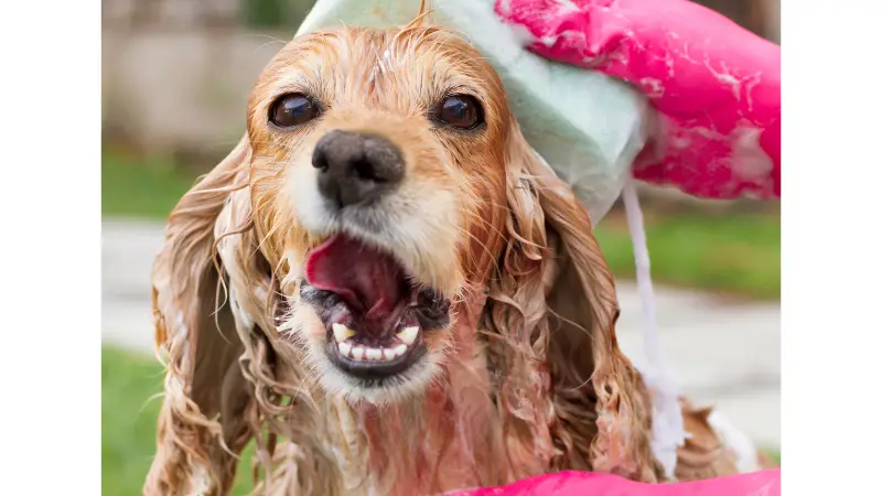 Chi Shampoo is a Must Have for Your Dog's Bath Time photo 2