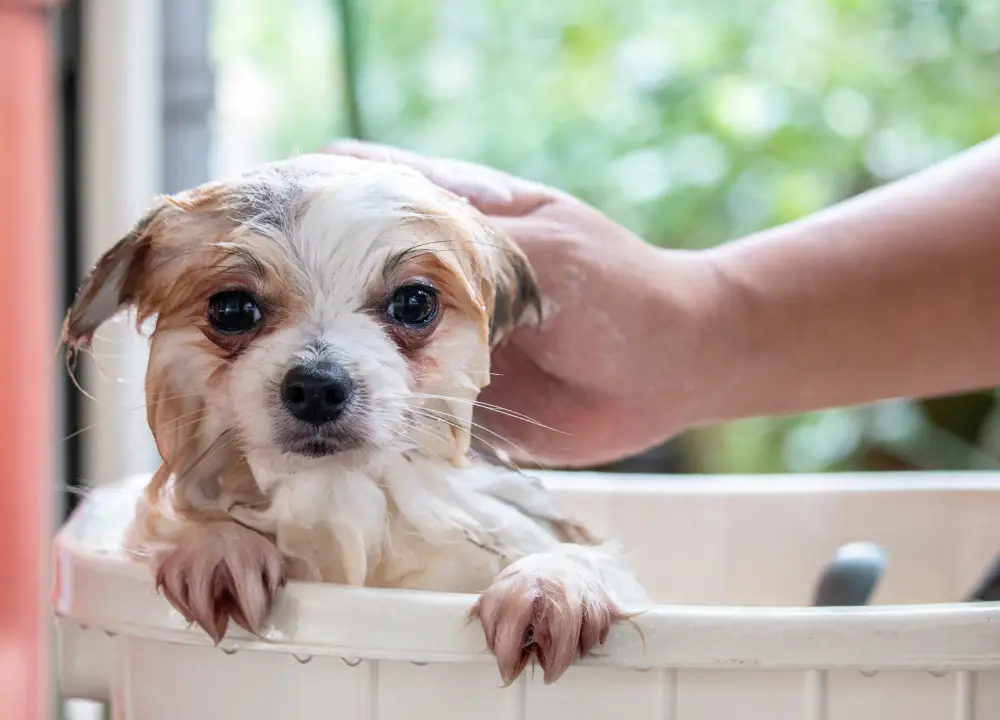 Chi Shampoo is a Must Have for Your Dog's Bath Time photo