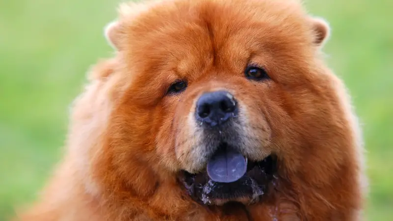 Chow chow dog with blue tongue photo 2