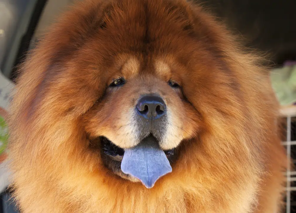 Chow chow dog with blue tongue photo
