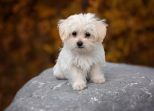 Crusty White Dog photo