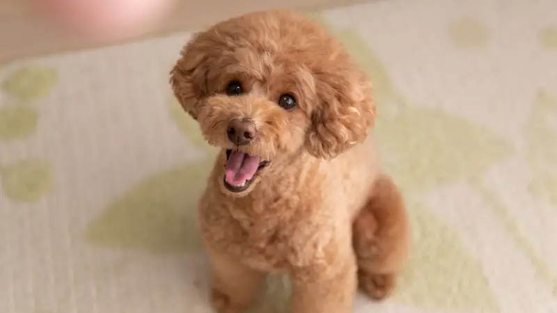 Cute Toy Poodle photo 