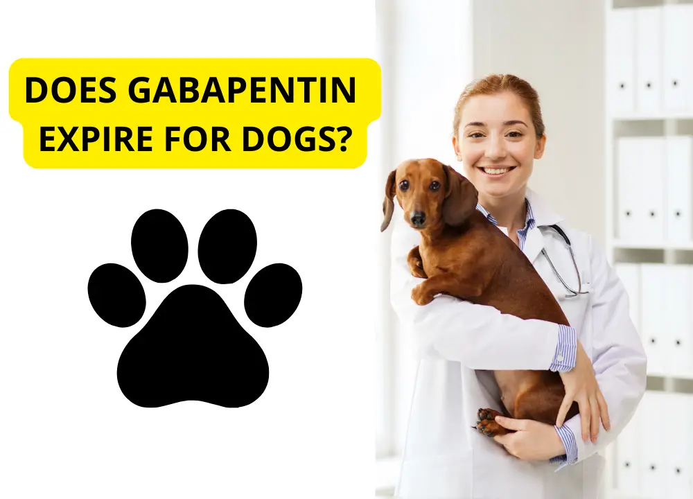 Does Gabapentin Expire for Dogs photo