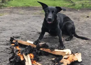 Dog Eating Burnt Wood photo