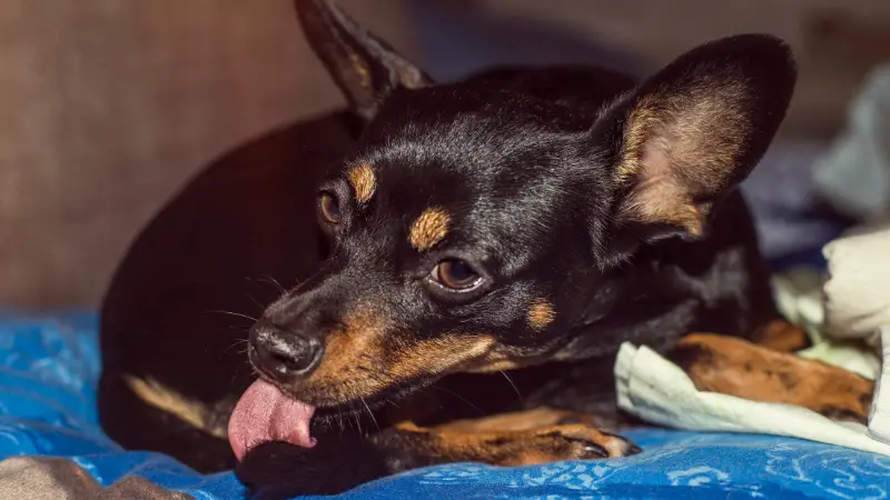 Dog Licks Mupirocin photo 3