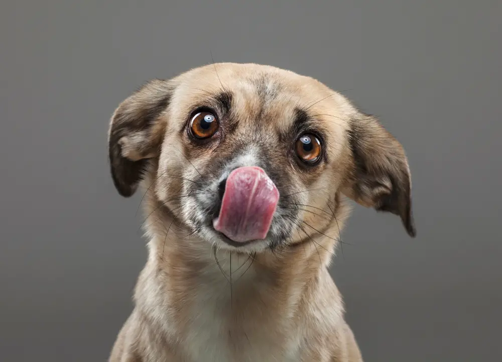 Dog Licks Mupirocin photo