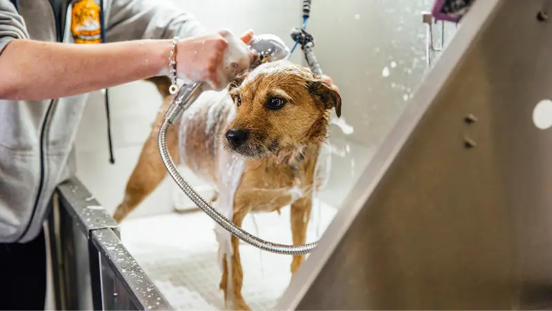 This is a photo of a dog getting a bath in a shower. The dog is standing on its hind legs and has its head tilted back as water is being sprayed onto its face and body. The person holding the hose is standing behind the dog and appears to be using a hand-held showerhead to give the dog a bath. The image is well-lit and shows the details of the dog's fur and the person's clothing clearly.