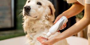 This is an image of a person holding a spray bottle and standing next to a dog in a bathtub. The person is wearing a white apron and gloves, and the dog is wearing a collar and a leash. The bathtub is filled with water and there is a shower head on the wall. The room appears to be a bathroom.