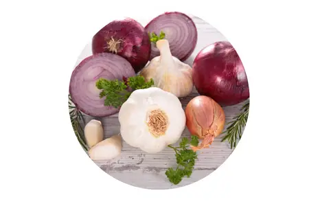 Dog allergies to Onions And Garlic