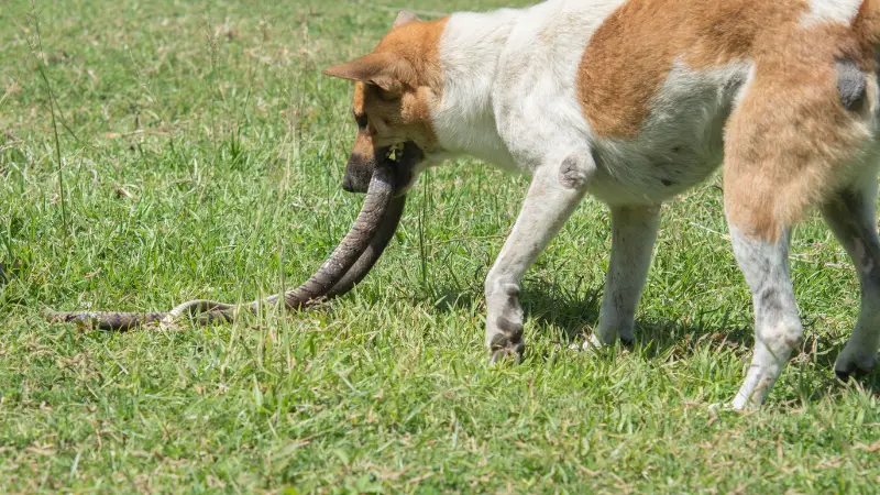 Dog eats snake skin photo 2