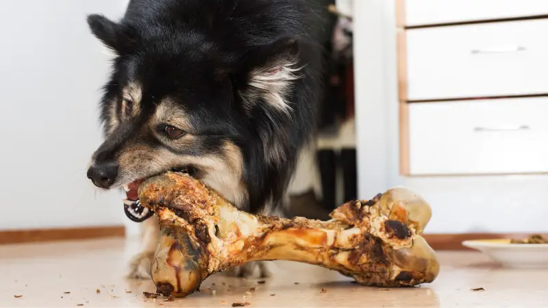 Dog with Ostrich Bones photo 2