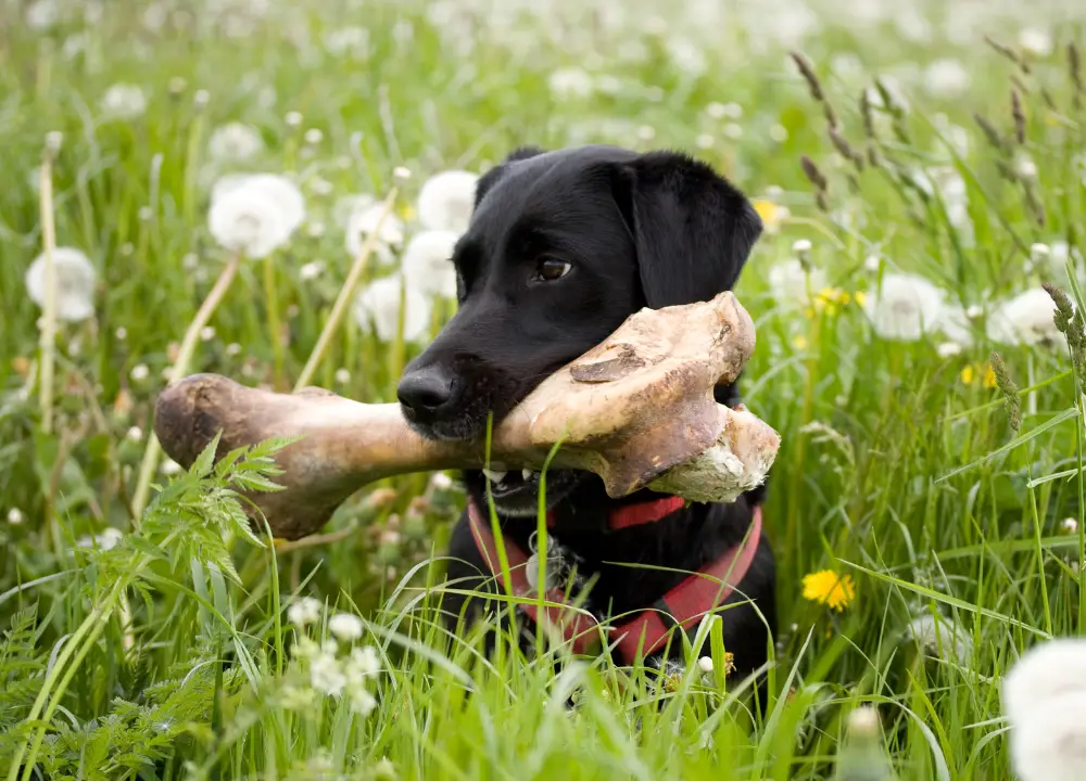 Dog with Ostrich Bones photo