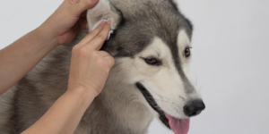 This image shows a person petting a Siberian husky's ear. The husky's fur is thick and fluffy, with black and white markings. The person's hand is gently petting the husky's ear, and the husky is looking up at them with a happy expression. The image is taken on a white background.