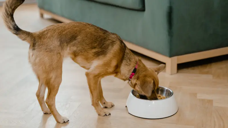 This image shows a Dogs Eat Cilantro Lime Rice from a bowl on the floor. The dog is a brown and white mixed breed with a fluffy coat and wagging tail. The bowl is made of stainless steel and has a white interior. The floor is wooden and there is a green couch in the background.
