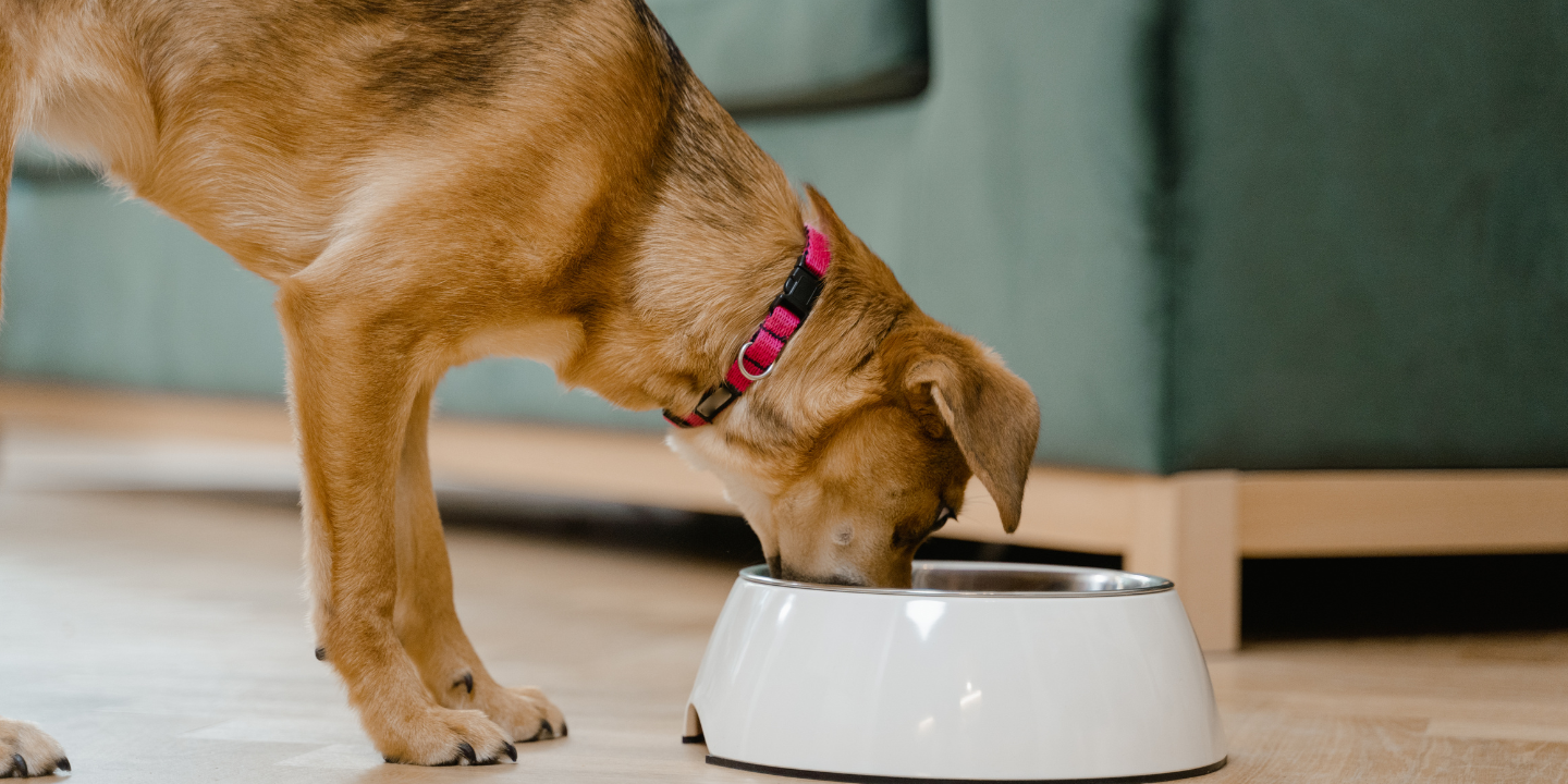 This image shows a Dogs Eat Cilantro Lime Rice. The dog is a brown and white mixed breed with a pink collar. The bowl is made of white ceramic and has a curved shape. The floor is wooden and there is a couch in the background.