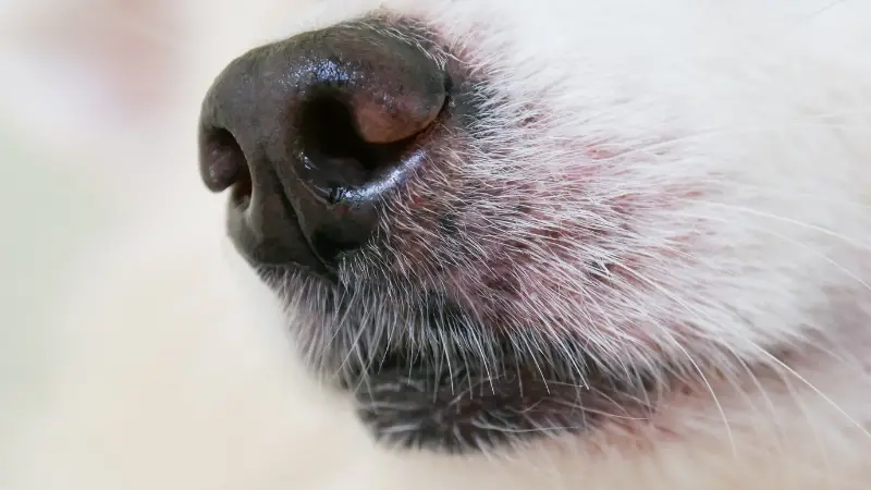Dog's Nose photo 2