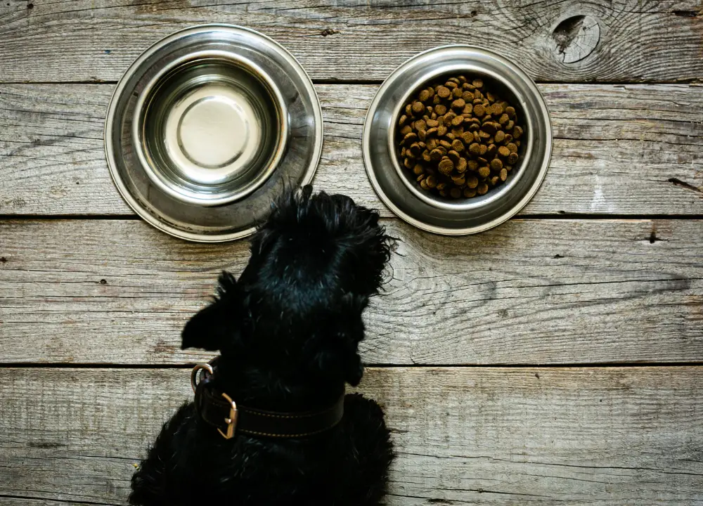 Dry dog food and water photo