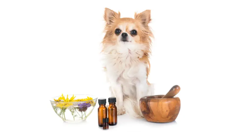 This image shows a small brown and white dog sitting in front of a wooden bowl filled with various herbs and oils. The dog is looking up at the camera with a curious expression. The background is a white surface.