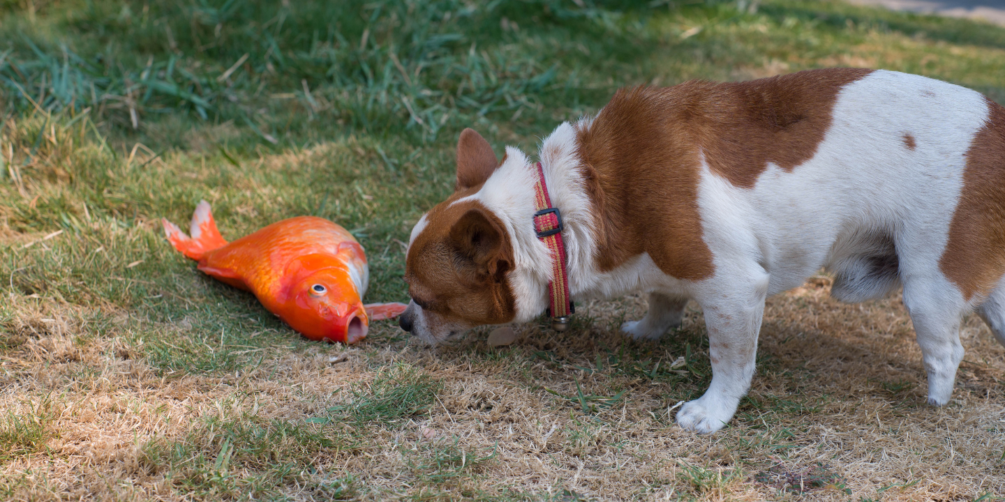 This image shows a dog playing with a toy fish in a grassy field. The dog has a brown and white coat and is wearing a red collar. The toy fish is also red and appears to be made of plastic. The grass in the field is green and there are some trees in the background. The sky is blue and there are some clouds in the sky.