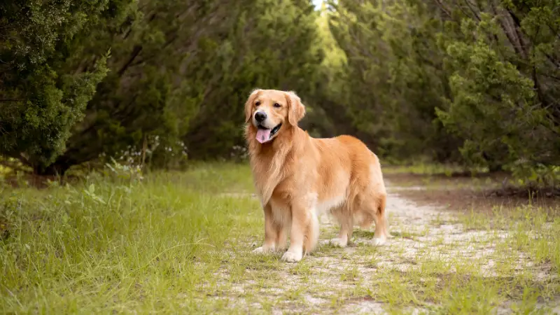 This image shows a large, Golden Mountain Dog dog standing in a forest clearing. The dog is wearing a red collar and is looking directly at the camera with a happy expression on its face. The background is filled with tall, green trees and the sun is shining down through the branches, casting dappled shadows on the ground.
